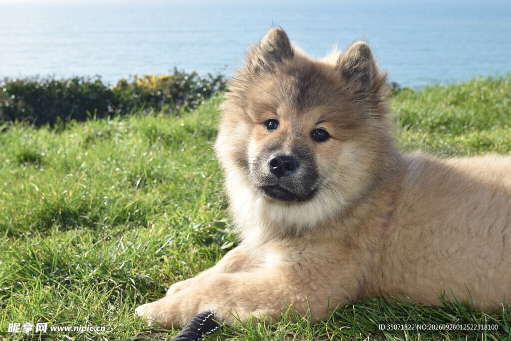 草坪上的可爱松狮犬