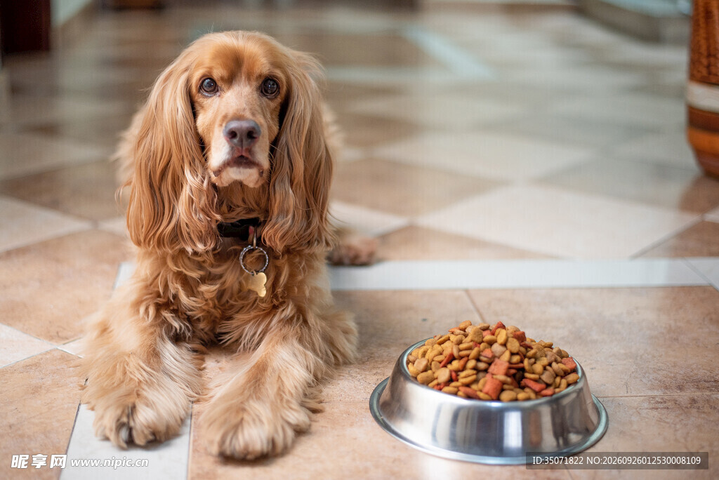 等待进食的可卡犬