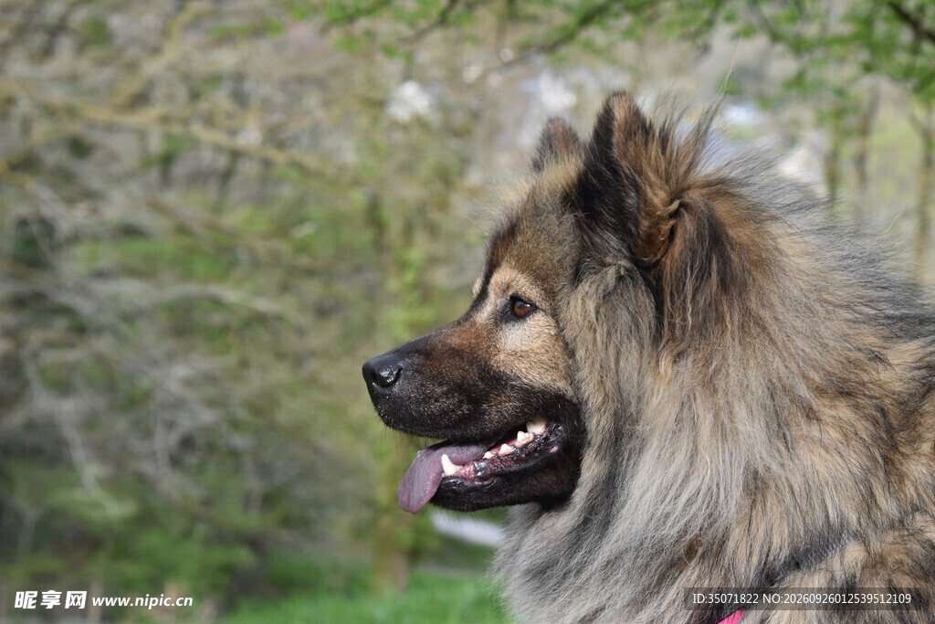 户外长毛犬侧面特写