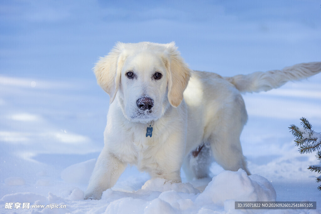 雪地中的拉布拉多犬