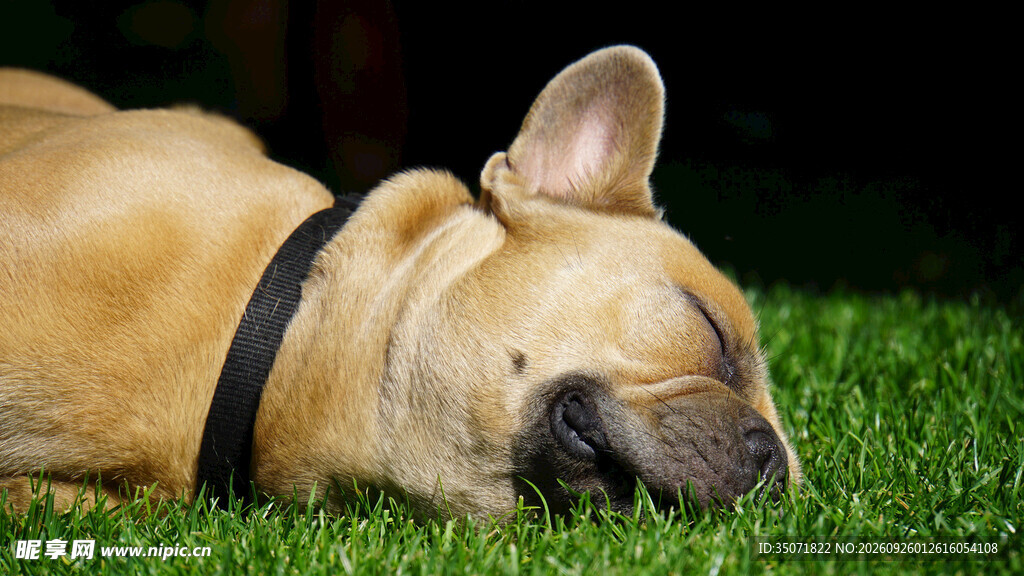 草地上休憩的法斗犬