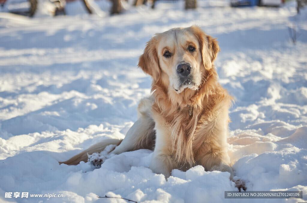 雪地中的金毛犬