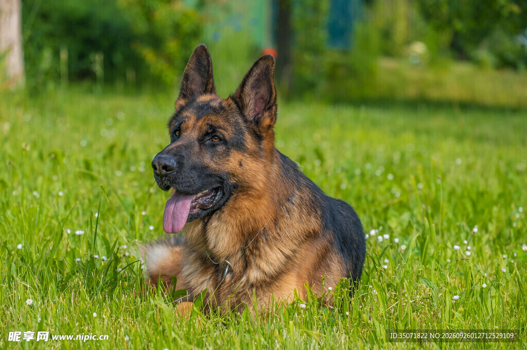 草坪上的德国牧羊犬