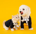穿同款服饰的猫狗萌宠