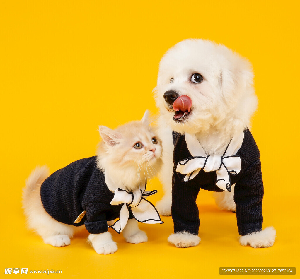 穿同款服饰的猫狗萌宠