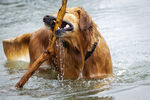 水中叼树枝的金毛犬