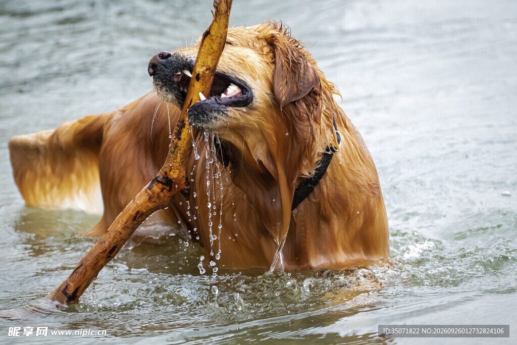 水中叼树枝的金毛犬