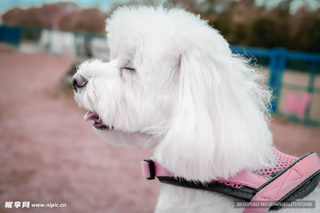 户外白色比熊犬