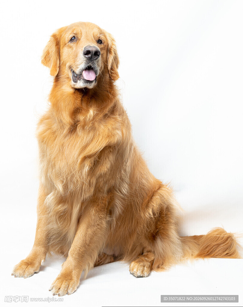 白底坐姿金毛犬