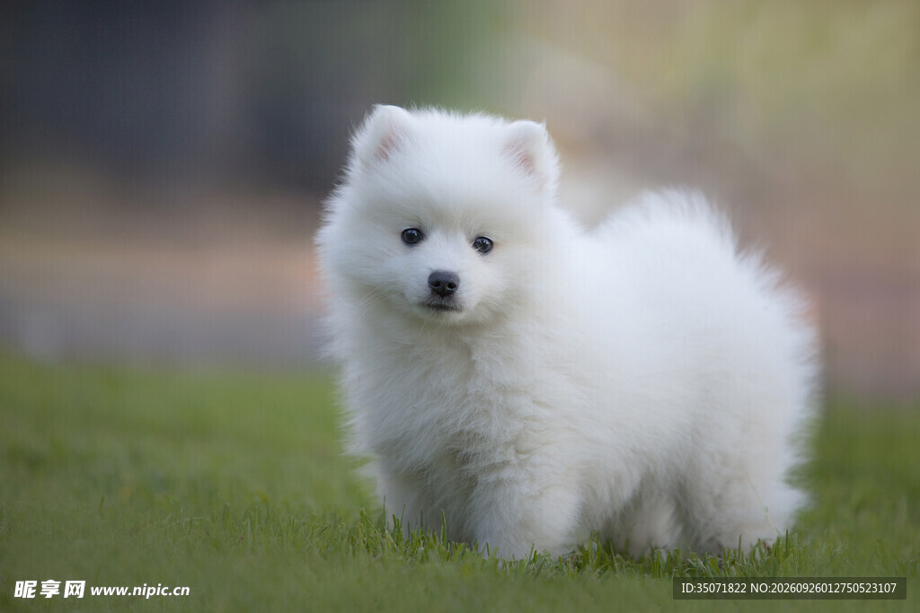 草地上的白色博美犬