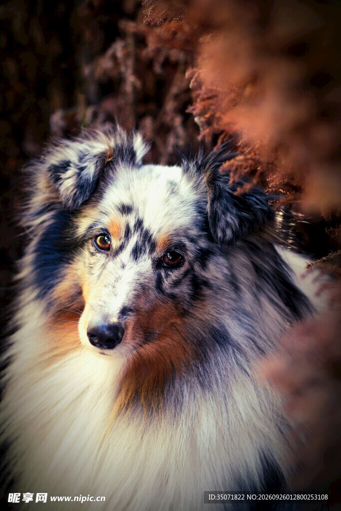 艺术风牧羊犬肖像