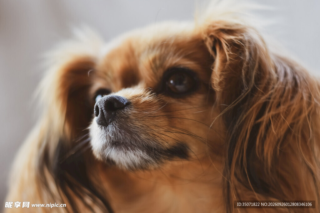 金毛犬头部特写