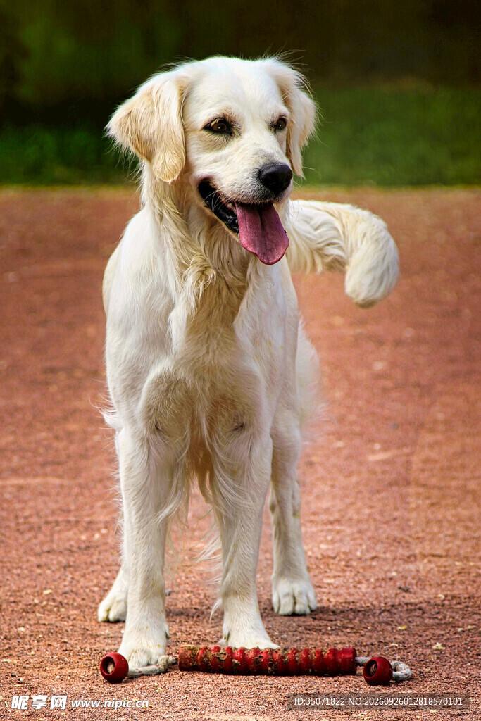 金毛犬抬爪玩耍