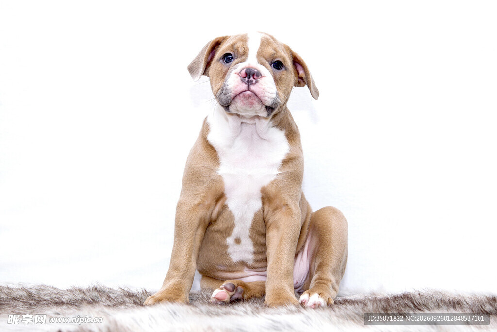 可爱斗牛犬幼犬坐姿照