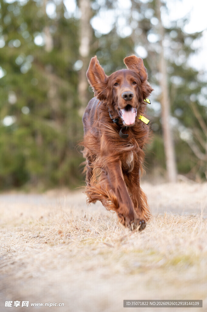 户外奔跑的长毛宠物犬