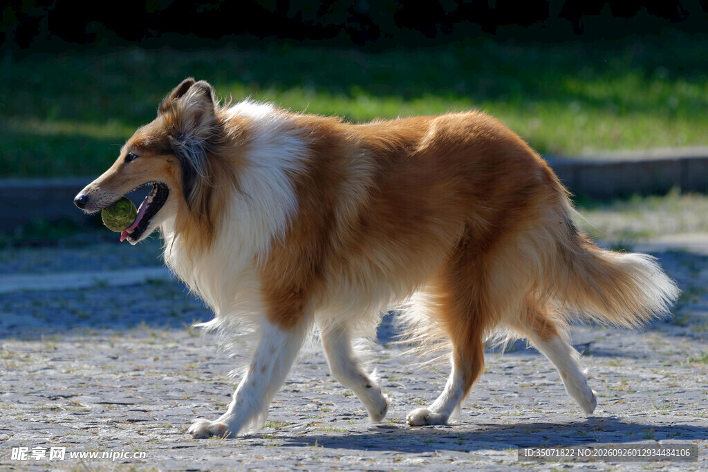 奔跑的苏格兰牧羊犬