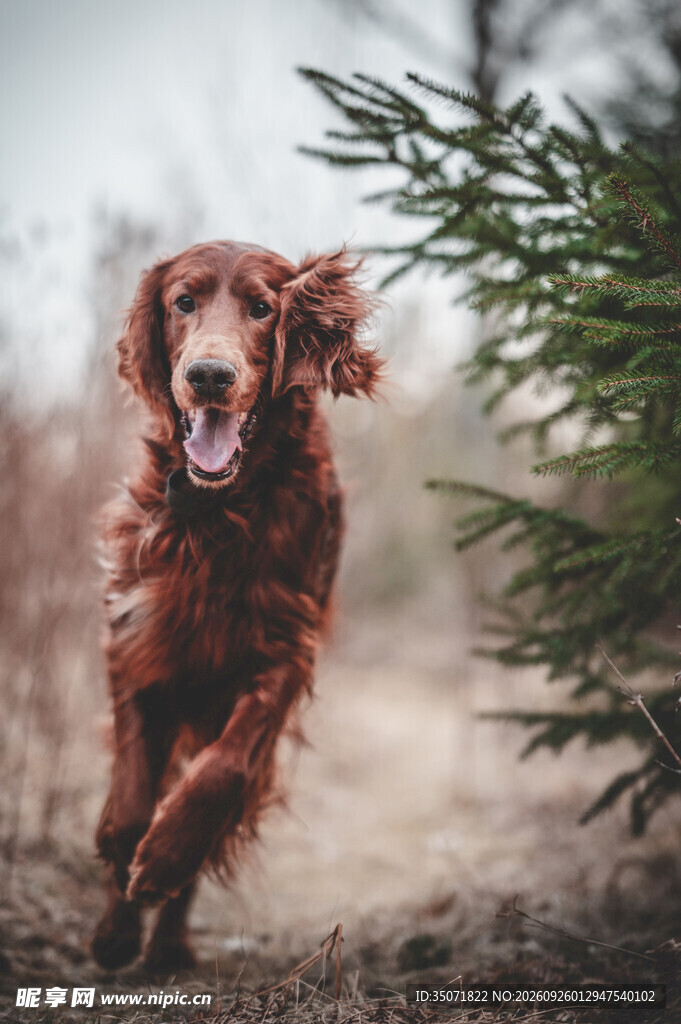 户外奔跑的爱尔兰雪达犬