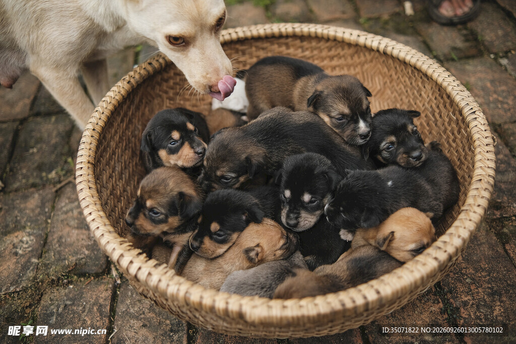竹篮里的幼犬与母犬