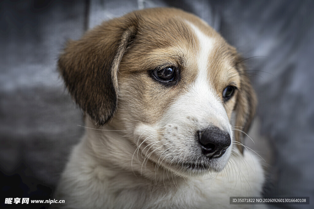可爱幼犬肖像特写
