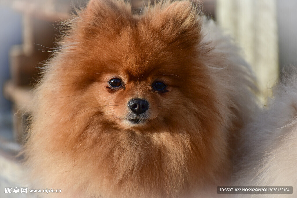 可爱棕色博美犬