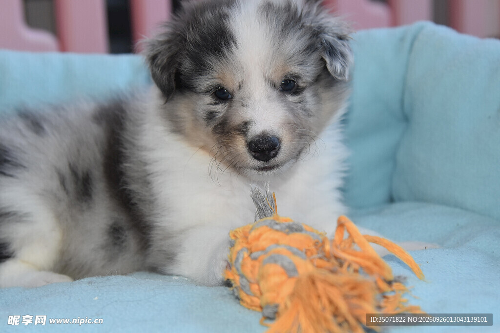 可爱陨石边牧幼犬