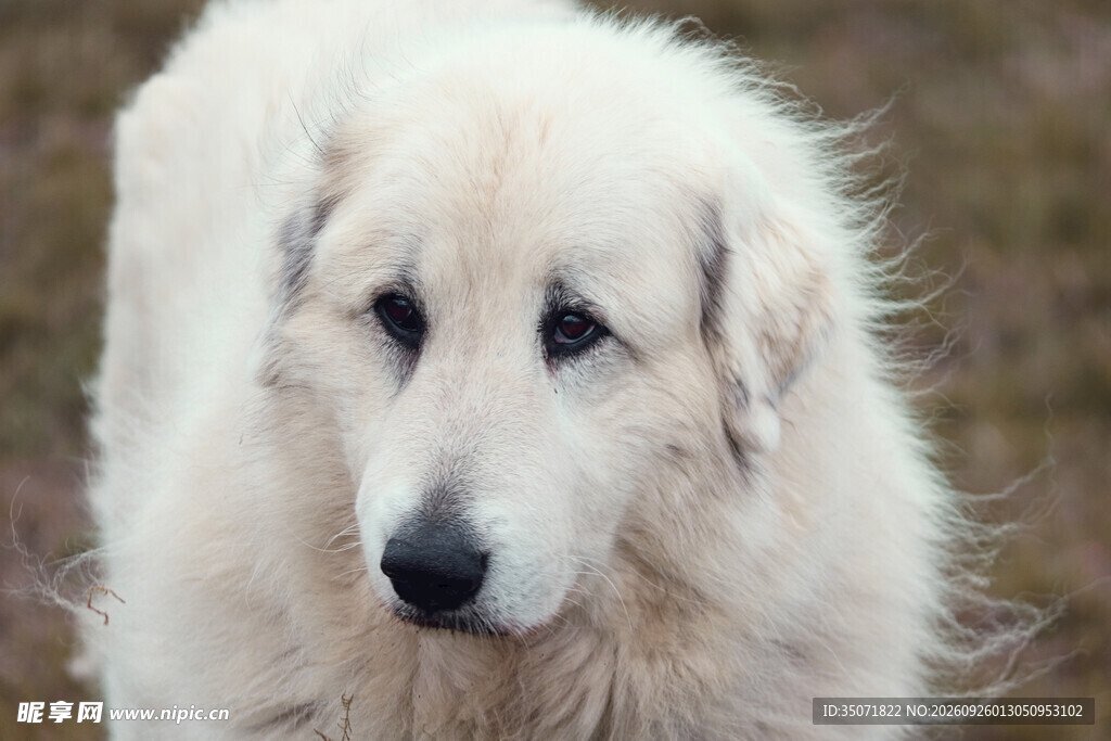 大白熊犬头部特写