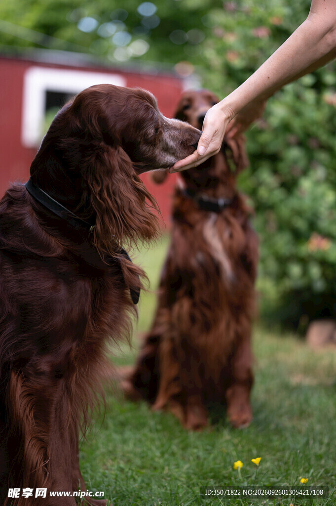 户外抚摸宠物犬