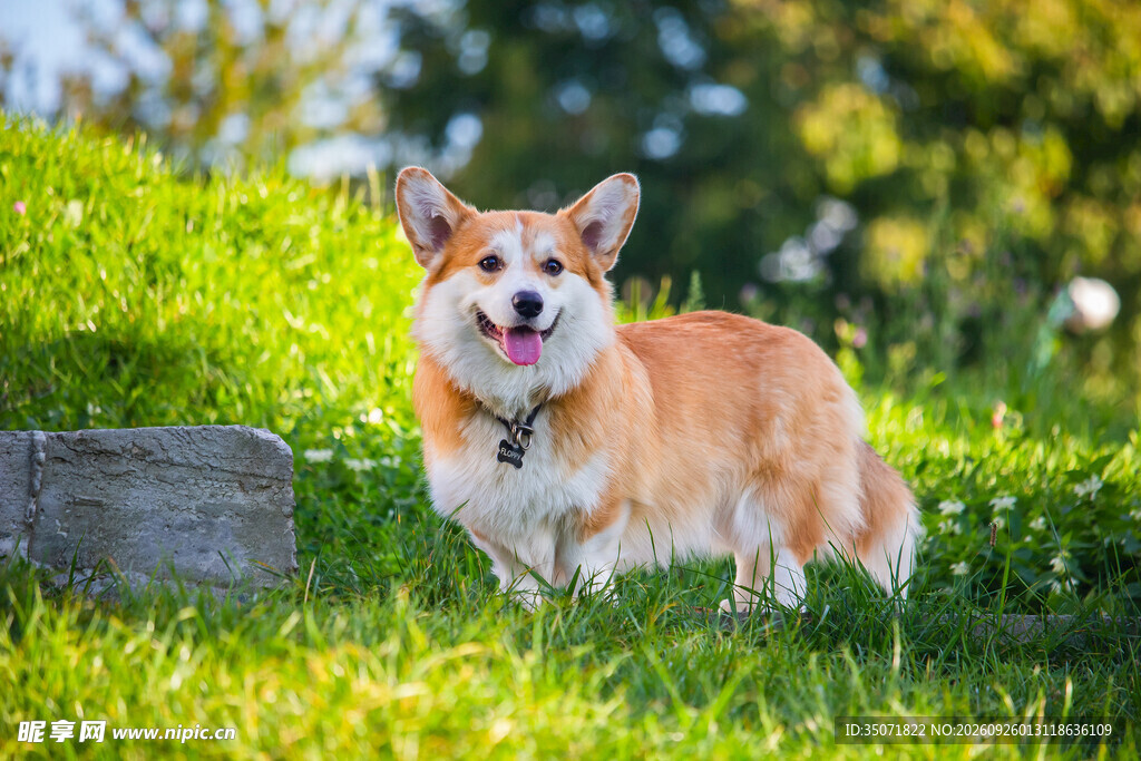户外草坪上的柯基犬