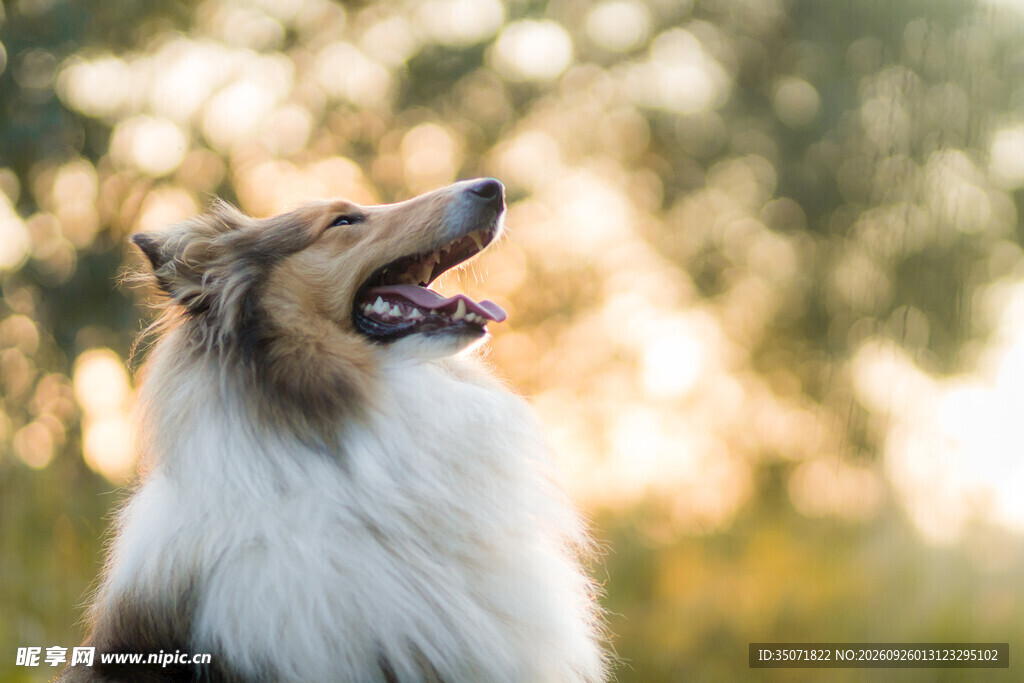 夕阳下的牧羊犬