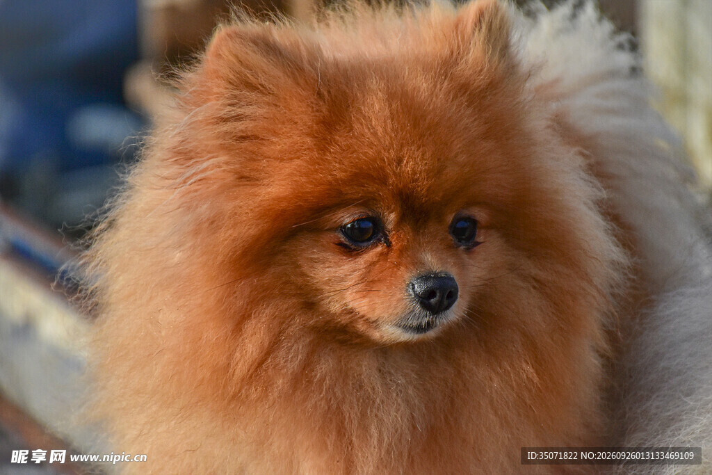 可爱棕色博美犬