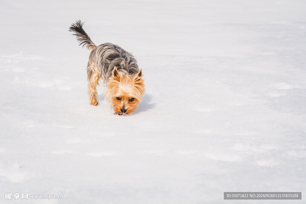 雪地中的虎斑小猫
