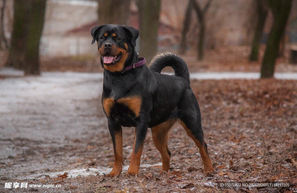 户外站立的罗威纳犬