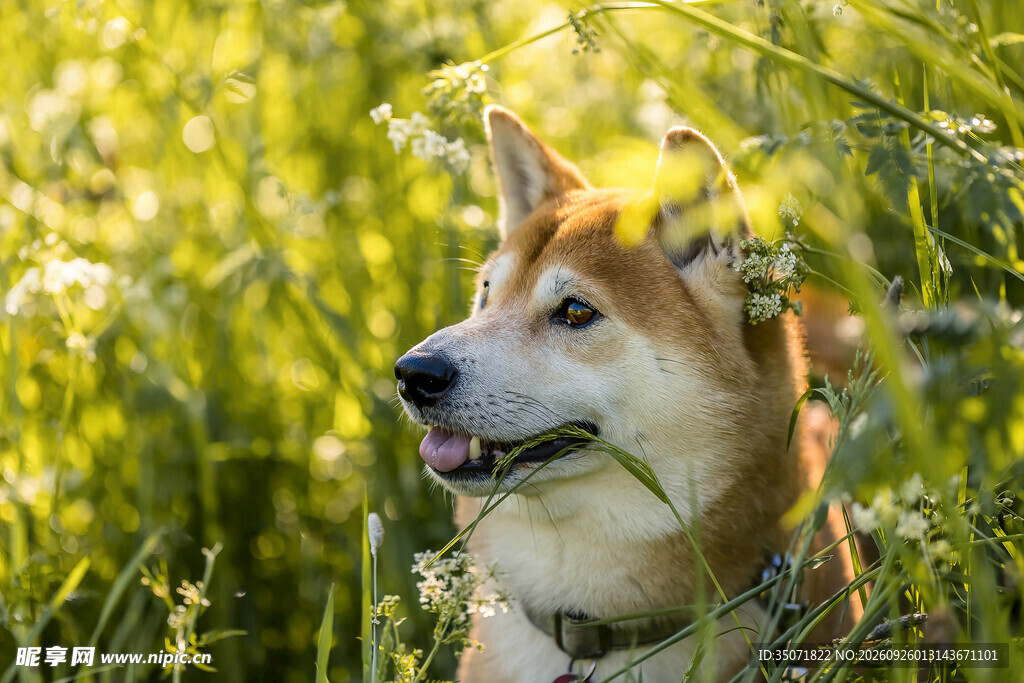 草丛中的可爱柴犬