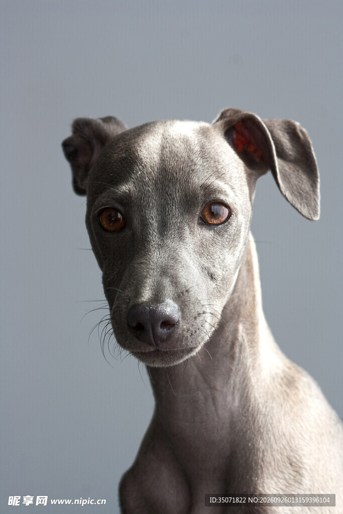 小灵缇犬肖像特写