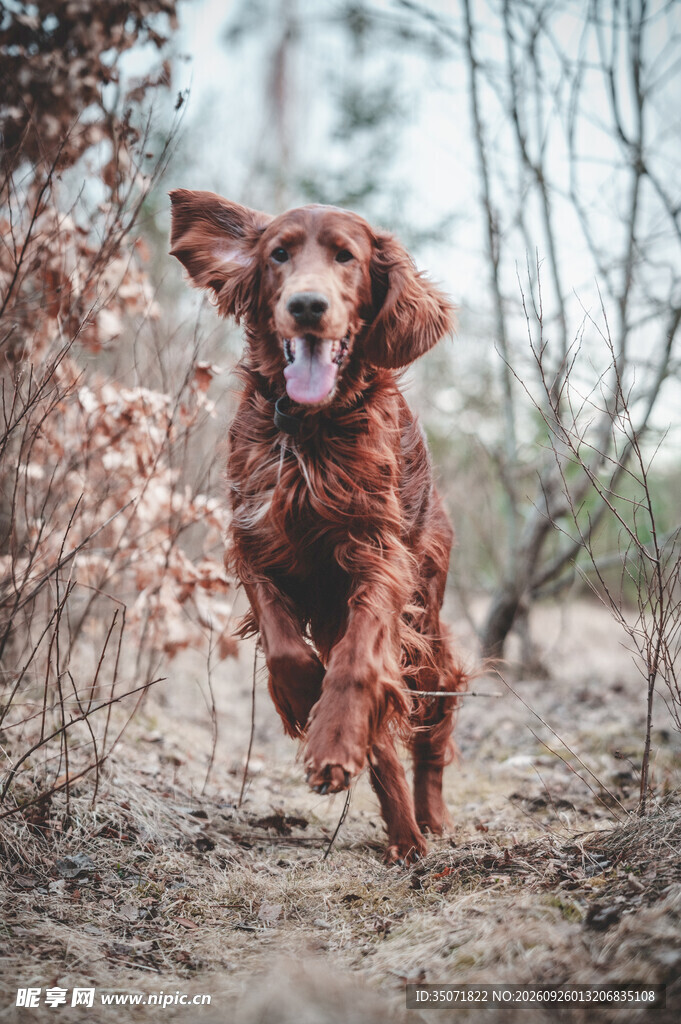 林间奔跑的红毛猎犬