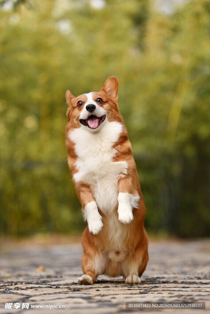 开心站立的柯基犬