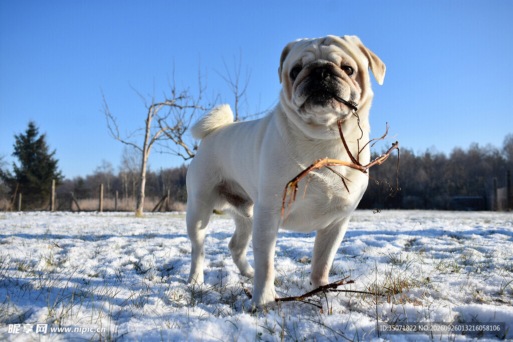 雪地叼树枝的巴哥犬