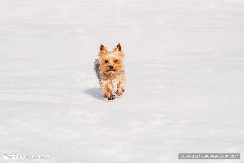 雪地中的小萌犬