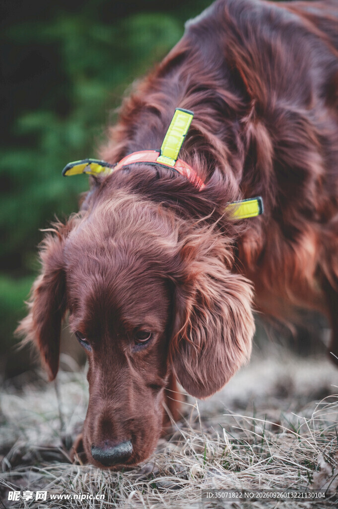 嗅探地面的宠物犬