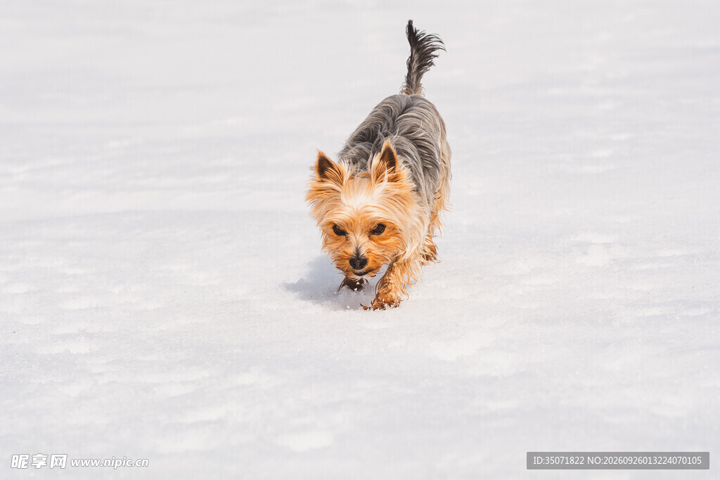 雪地奔跑的约克夏犬