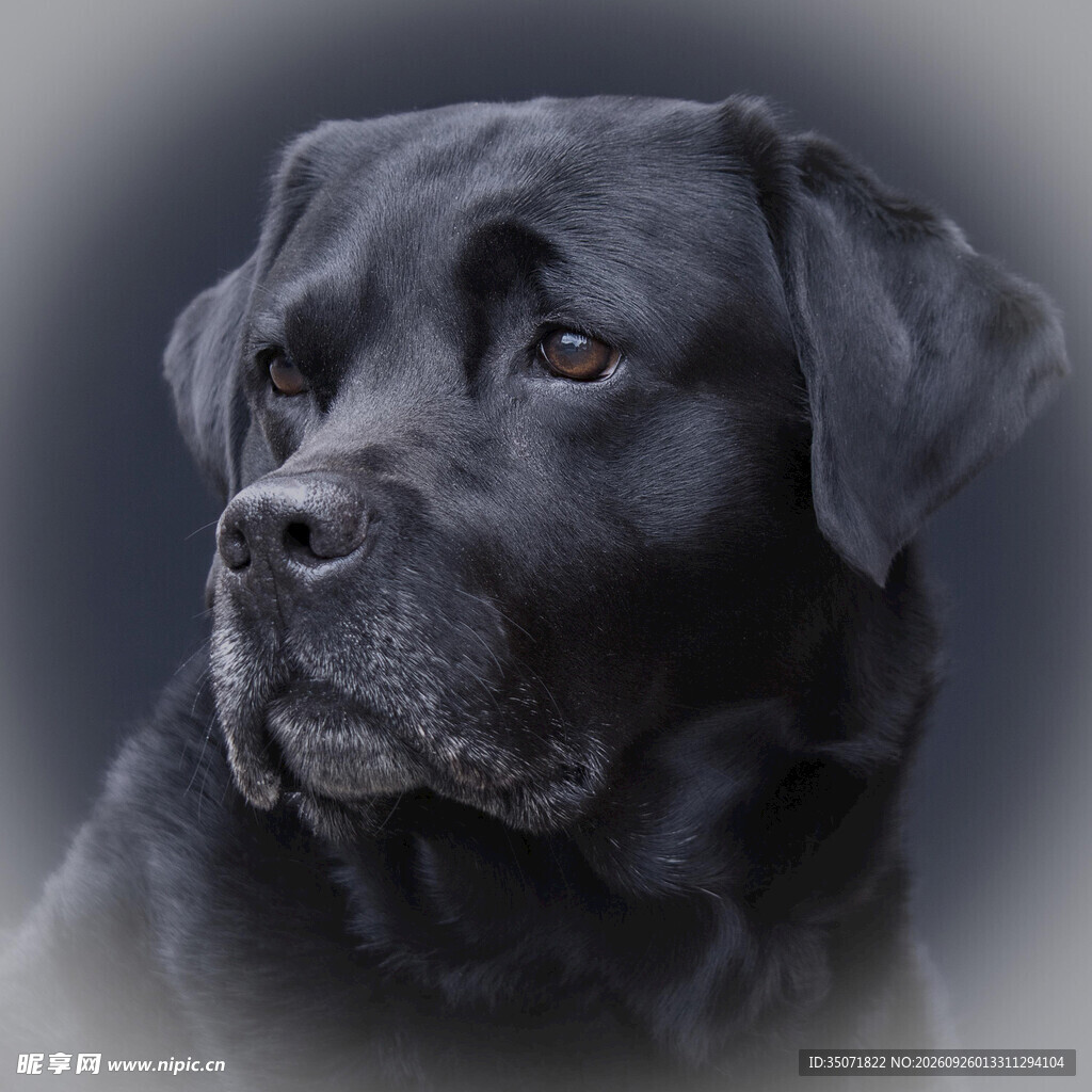 黑色拉布拉多犬肖像