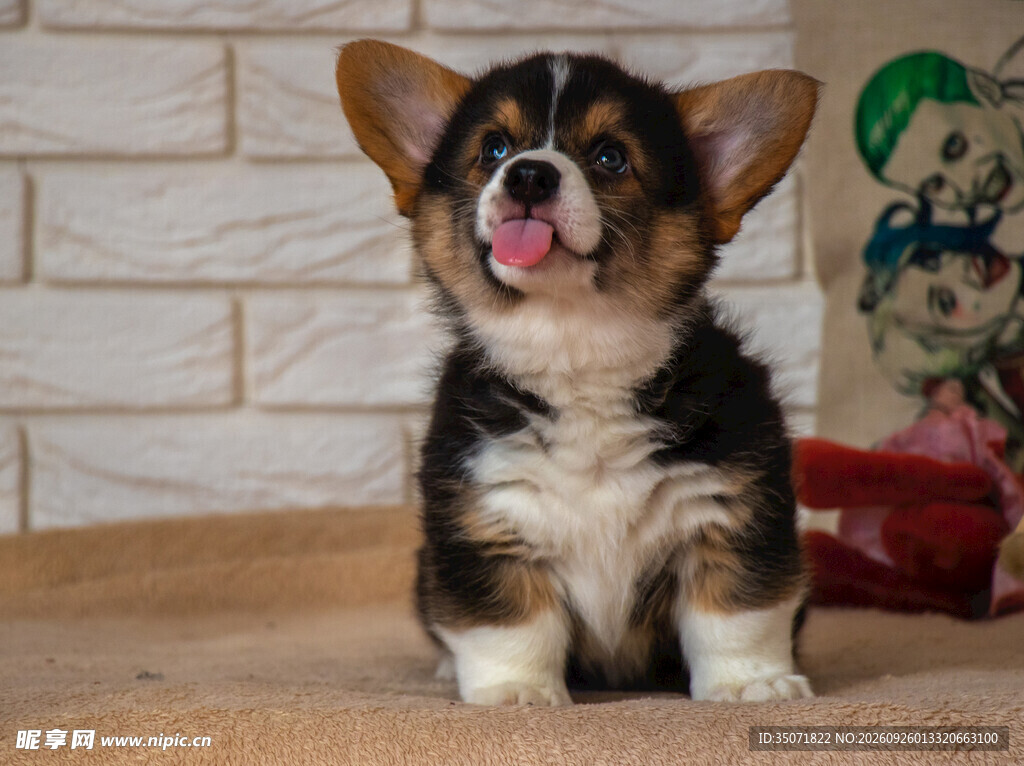 可爱柯基幼犬