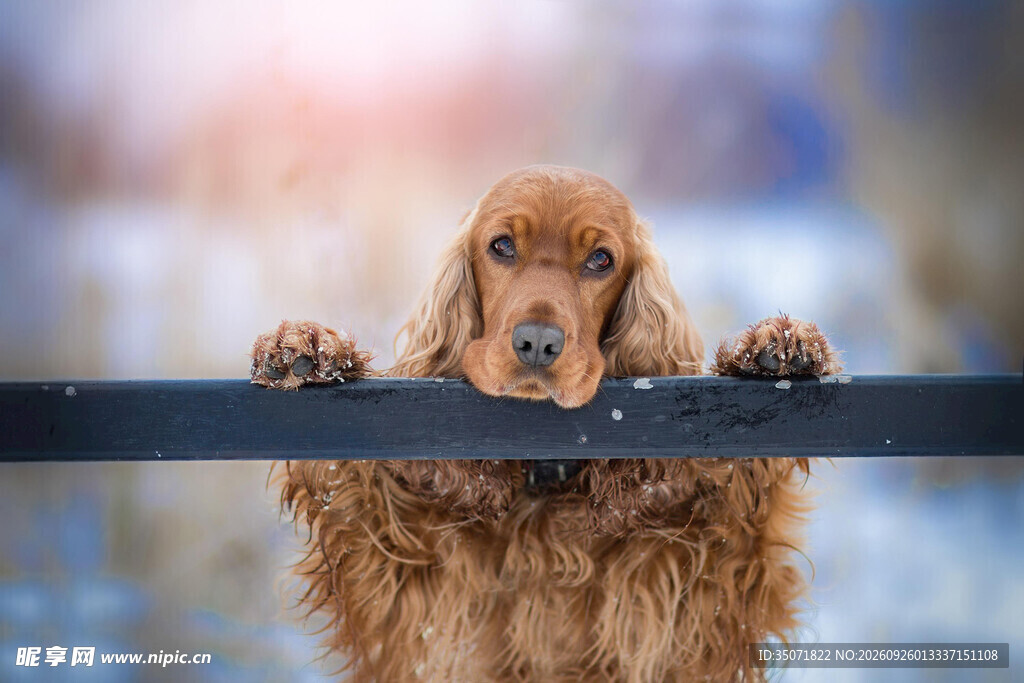 可爱可卡犬扒栏张望