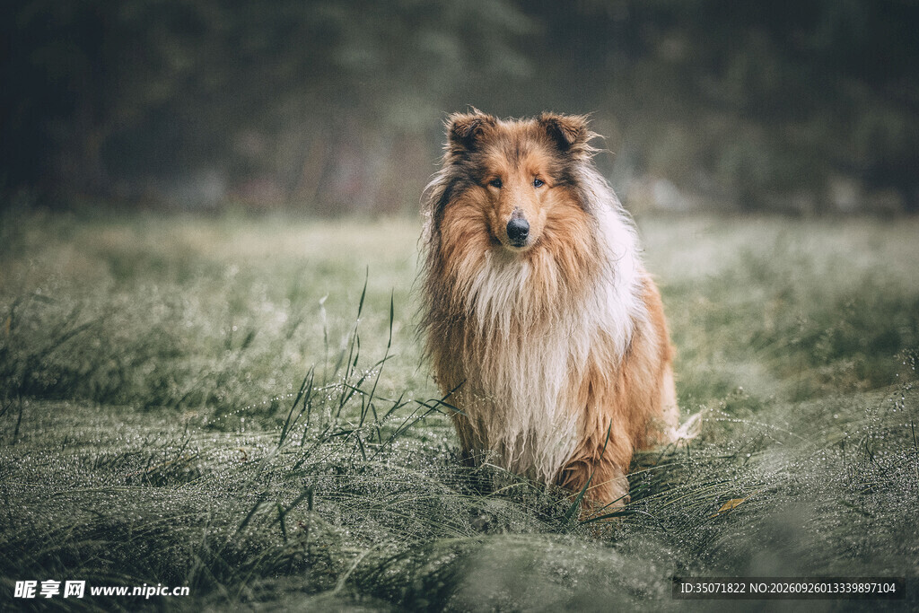 草地上的苏格兰牧羊犬