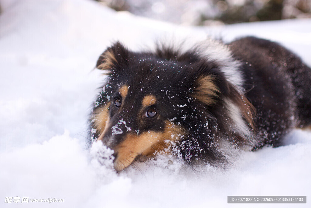 雪地里的三色小狗