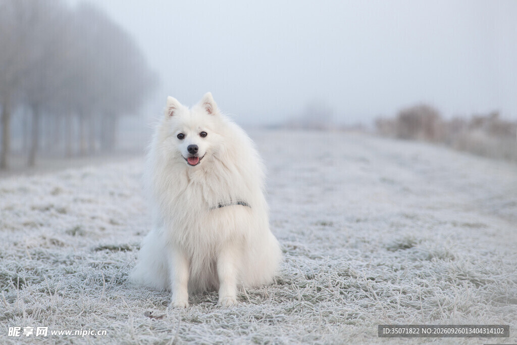 雪地中的萨摩耶