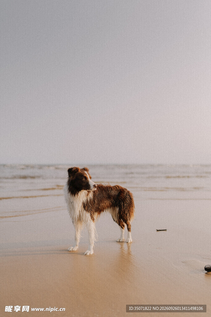 海边沙滩上的狗狗