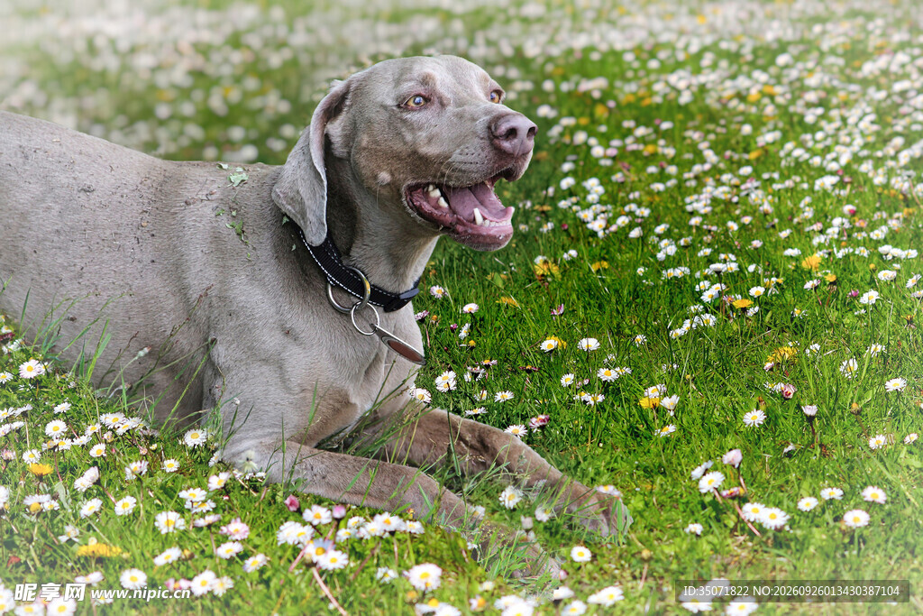草坪上的威玛猎犬
