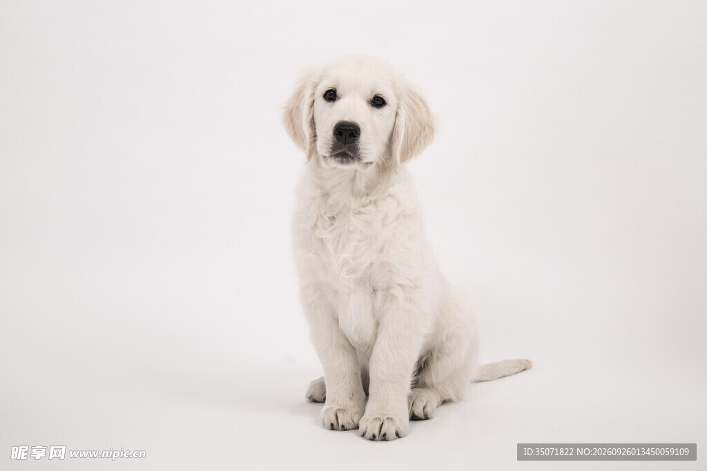 可爱拉布拉多幼犬