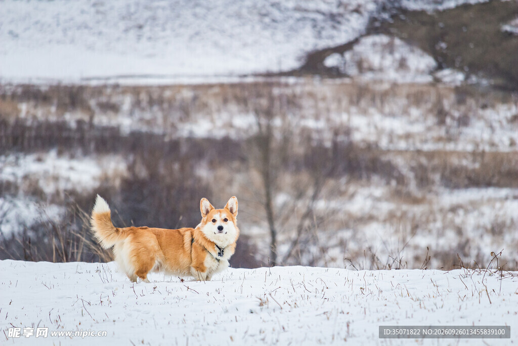 雪地中的柯基萌犬